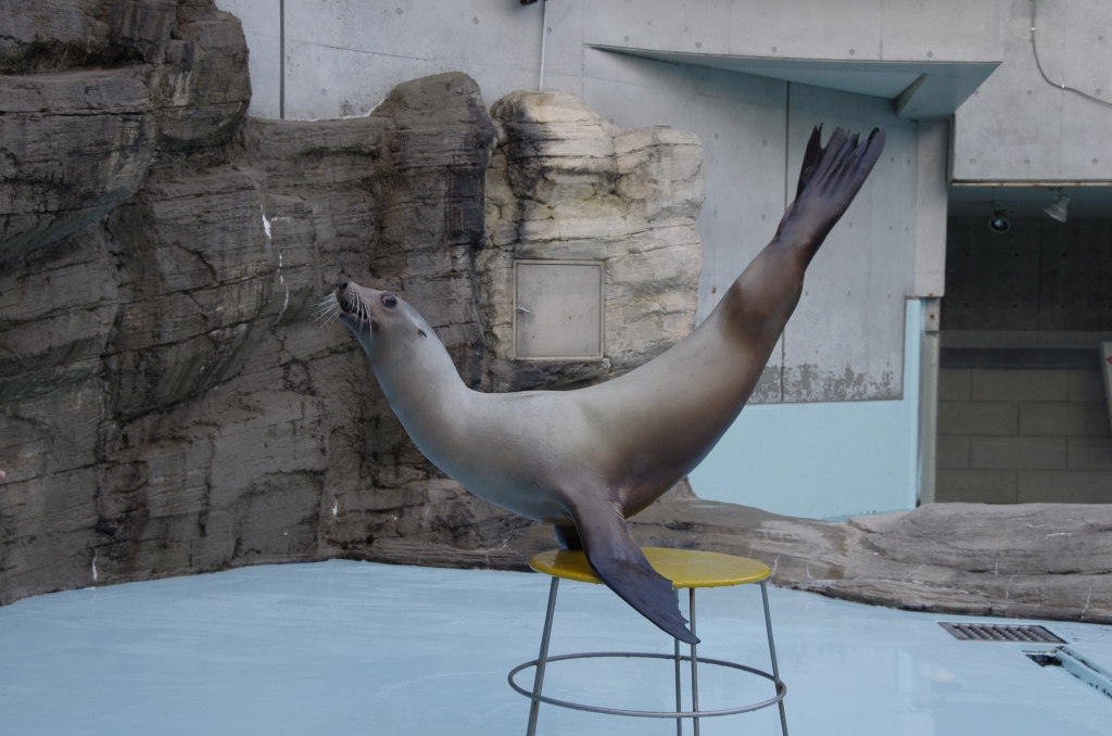 アシカアザラシパフォーマンス再開のおしらせ｜島根県立しまね海洋館