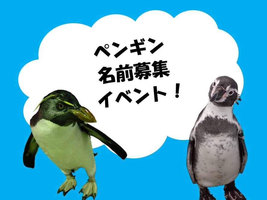 ペンギン出品② この夏の水族館・動物園がもっと楽しくなる！『日本で会えるペンギン全