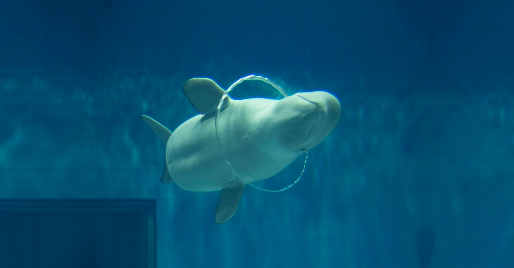 【オーダー用】単品不可 白イルカ カッティングダイ 水族館 カッティングダイ 海 オーダー用】単品不可 白イルカ カッティングダイ 水族館