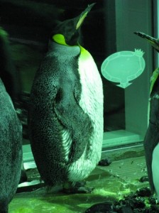 あのおでぶちゃんは今 アクアスブログ 島根県立しまね海洋館アクアス