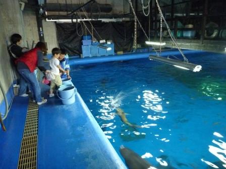 4月19日 飼育の日 サメ博士になろう アクアスブログ 島根県立しまね海洋館アクアス