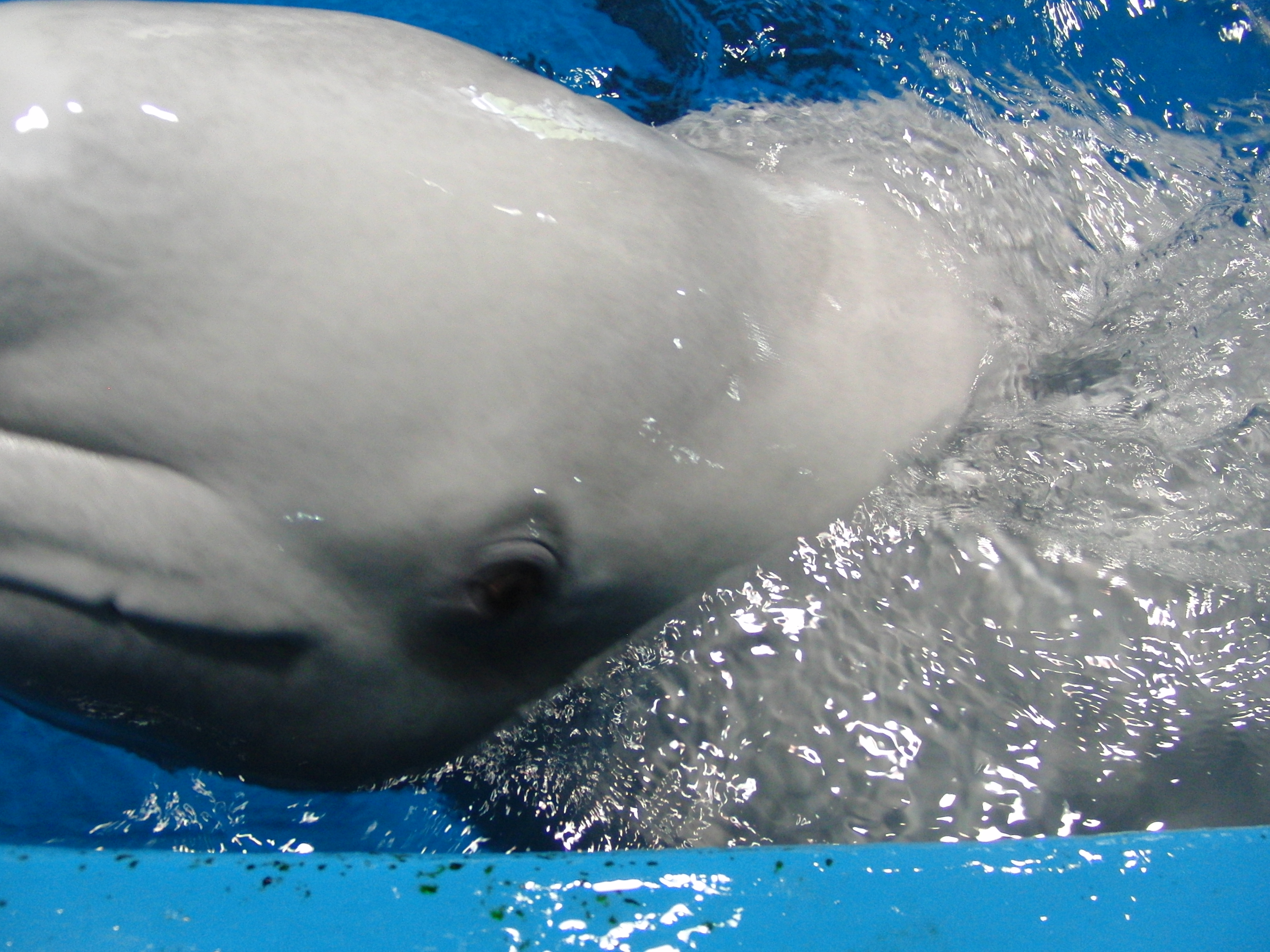 アーリャ妊娠中情報 アクアスブログ 島根県立しまね海洋館アクアス
