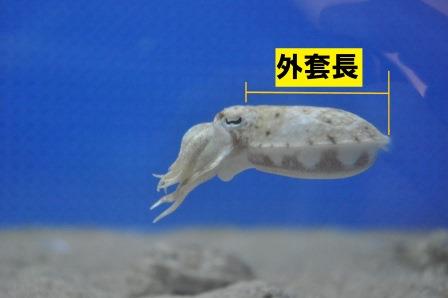 イカの赤ちゃん アクアスブログ 島根県立しまね海洋館アクアス