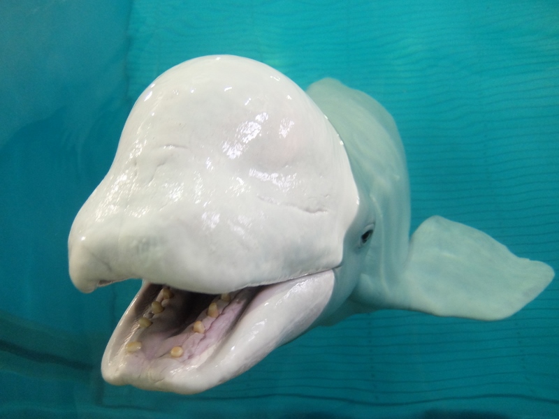 超幸せの アクアスブログ 島根県立しまね海洋館アクアス 超幸せの アクアスブログ 島根県立しまね海洋館アクアス