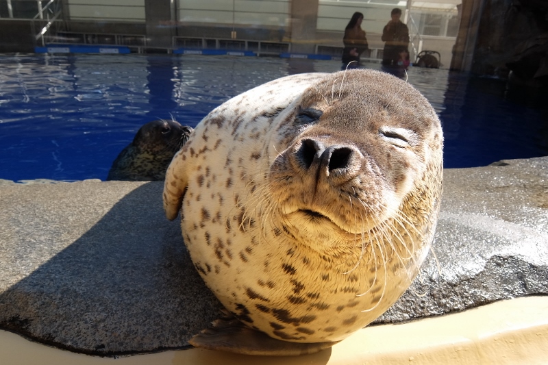 ぬいぐるみ？いや、アザラシです｜アクアスブログ｜島根県立しまね海洋