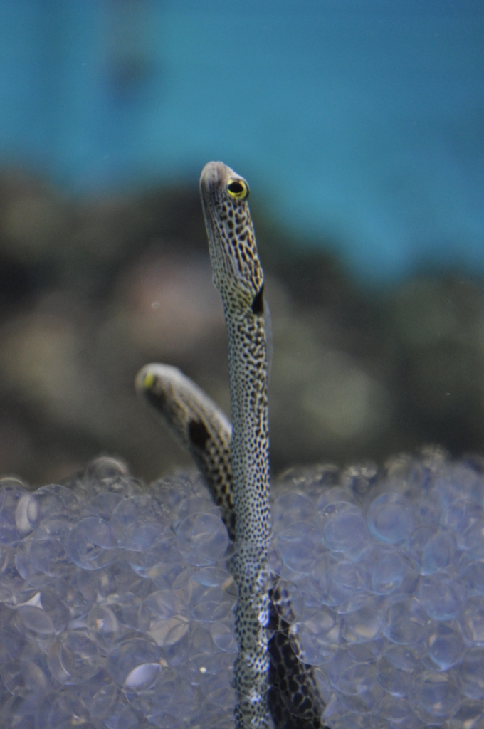 今日は何の日？？｜アクアスブログ｜島根県立しまね海洋館アクアス