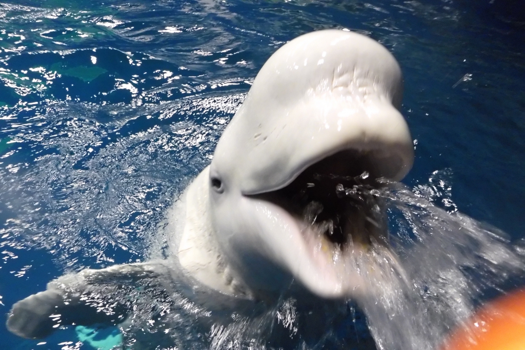 最近のシロイルカたち アクアスブログ 島根県立しまね海洋館アクアス