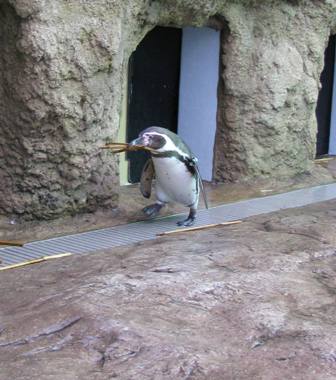 ジェンツーペンギン新着情報｜アクアスブログ｜島根県立しまね海洋館