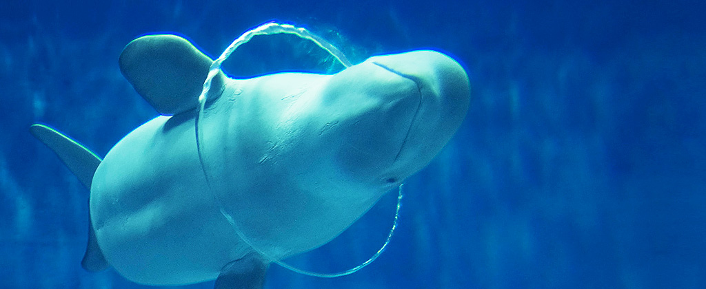 Beluga whales create art in Japan aquarium