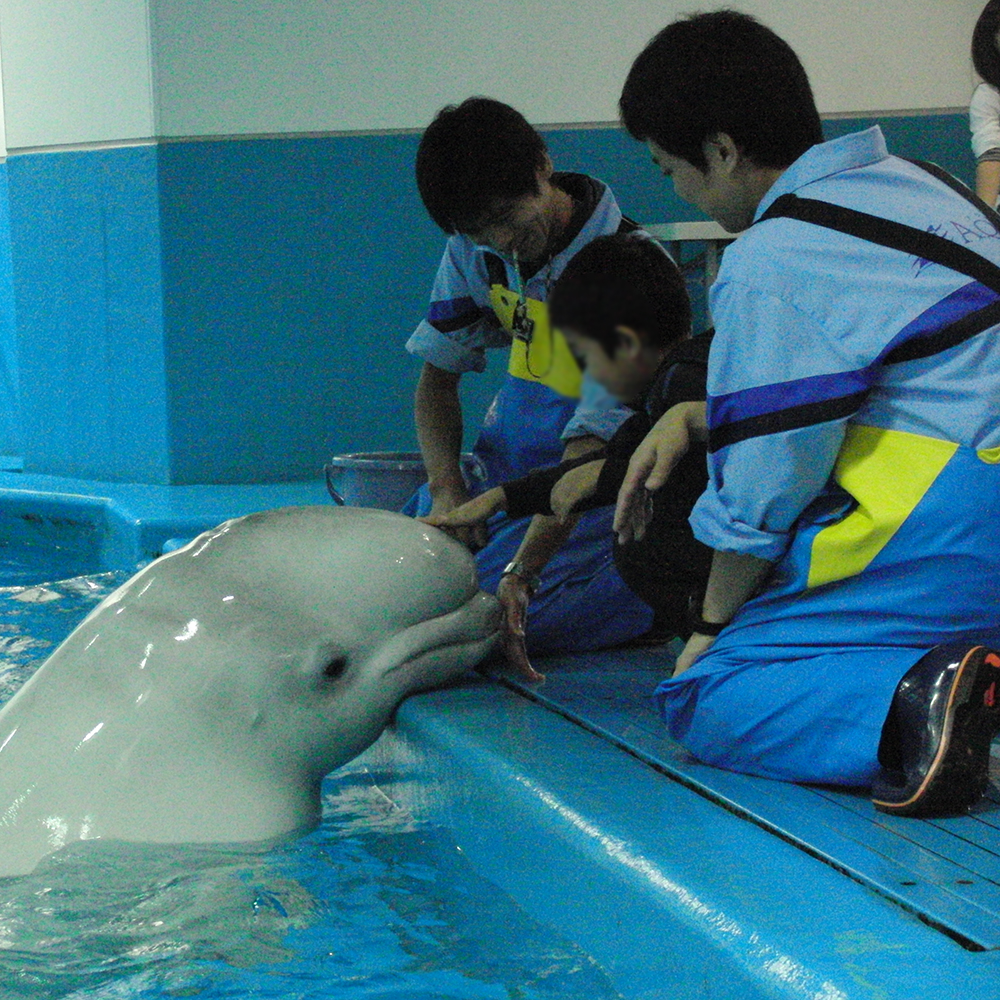 シロイルカでこぷよ体験