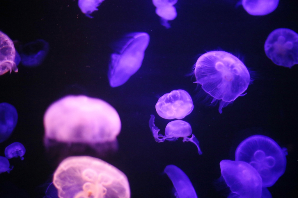 日本海ゾーン 島根県立しまね海洋館アクアス