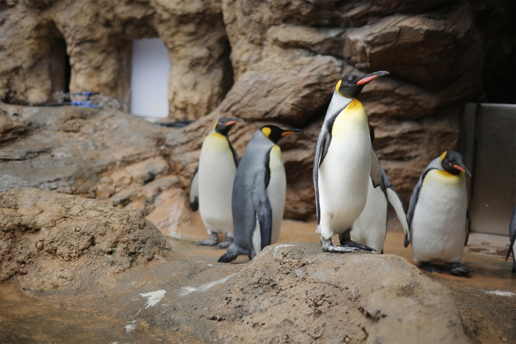 ペンギン 島根県立しまね海洋館アクアス