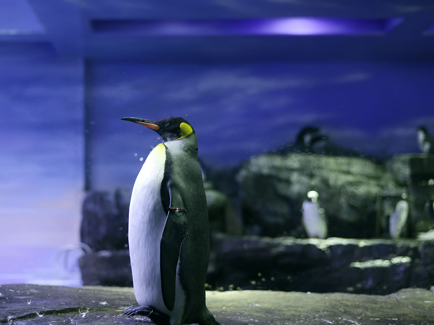 ペンギンの羽で作る毛ばり風ストラップ