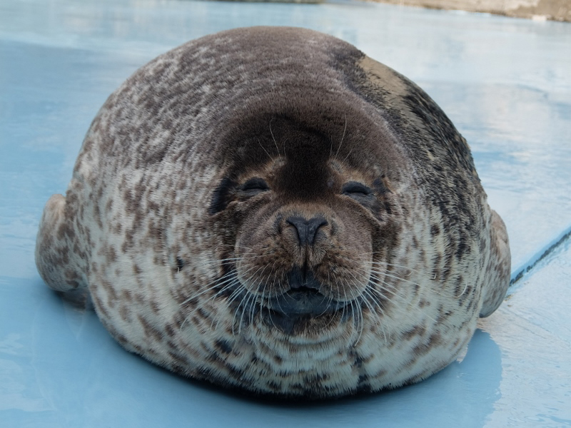 ゴマフアザラシ死亡のおしらせ 島根県立しまね海洋館アクアス