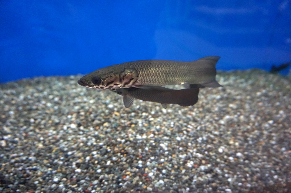 ピラルクー幼魚