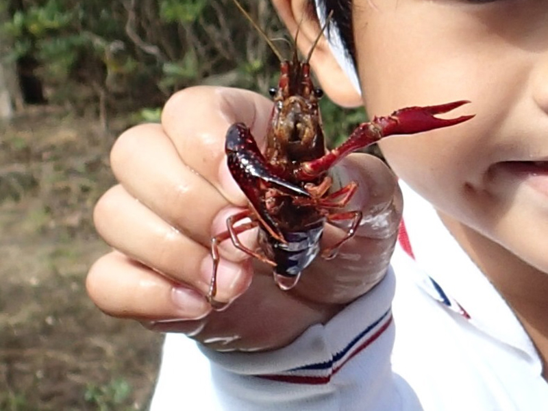 外来生物について考えよう