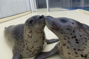 特別展 癒し のアザラシ写真展 きっとあなたもアザラシの虜に 写真募集のお知らせ 島根県立しまね海洋館アクアス