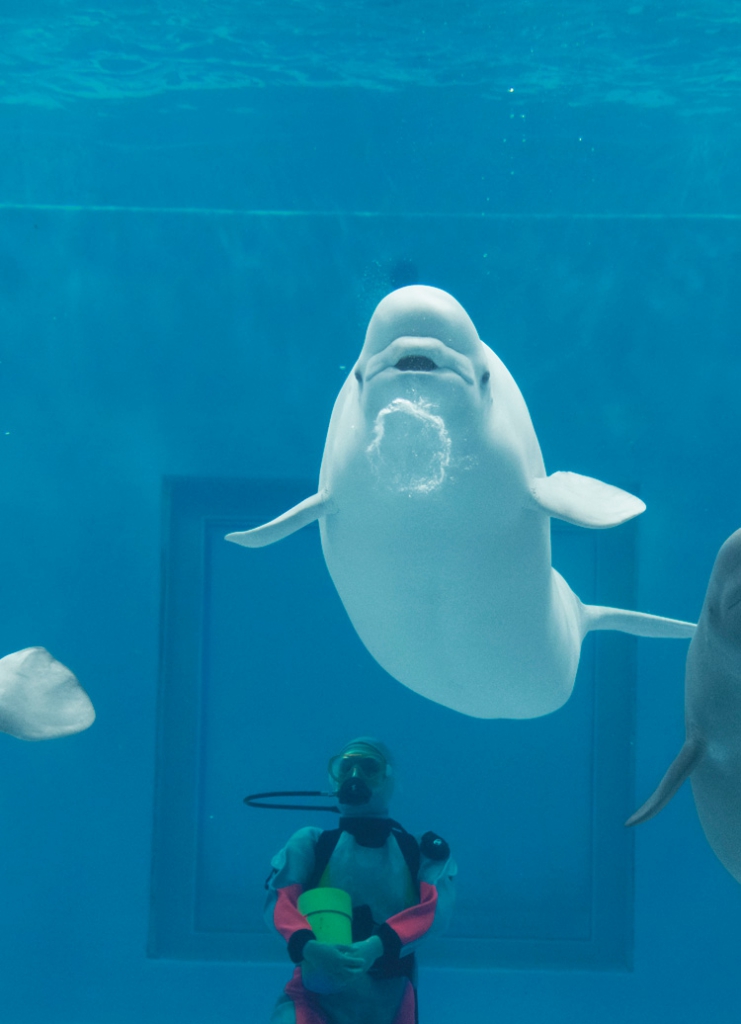 しあわせのバブルリング®ができるまで｜島根県立しまね海洋館アクアス