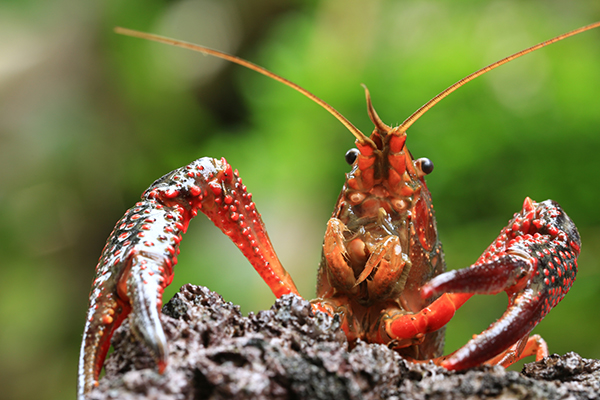 外来生物