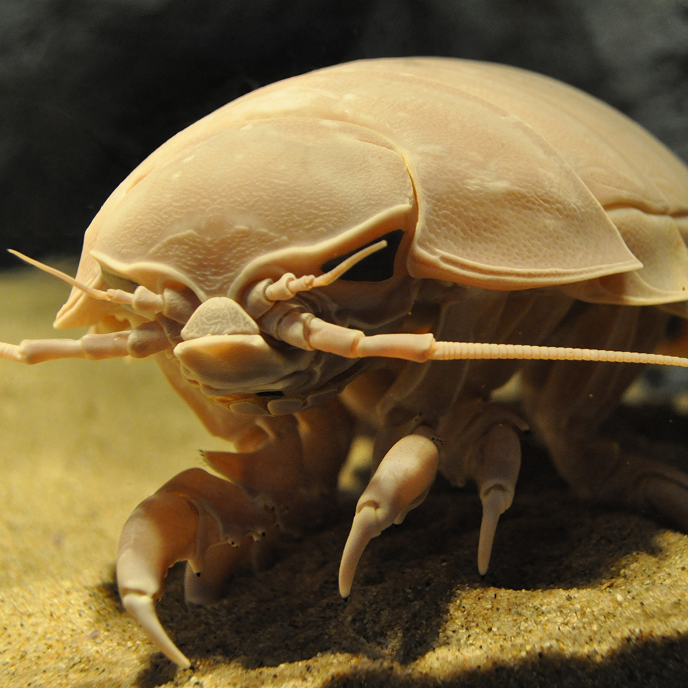 深海生物に触ってみよう