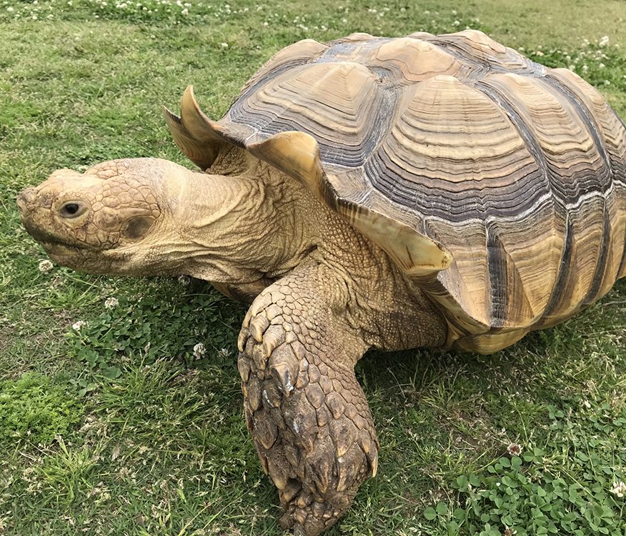 ケヅメリクガメ