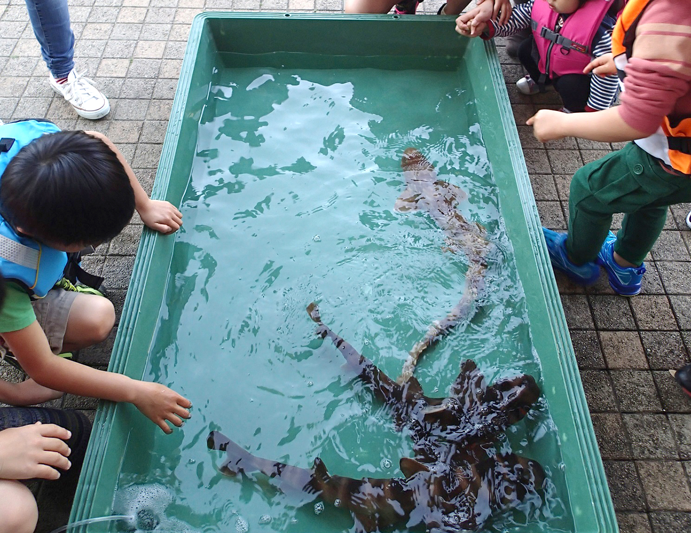 サメタッチに挑戦！